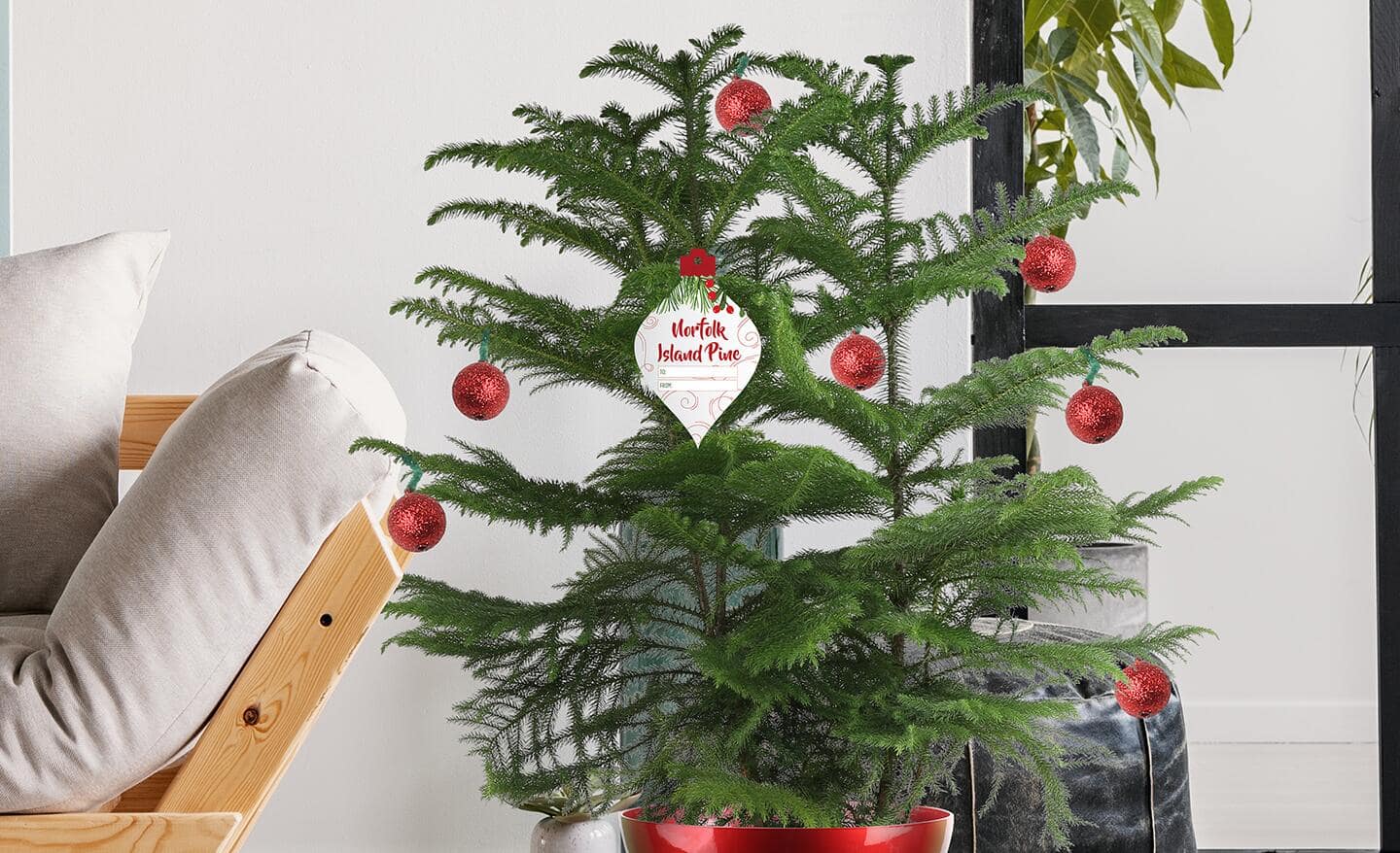 Norfolk Island Pine decorated with Christmas ornaments