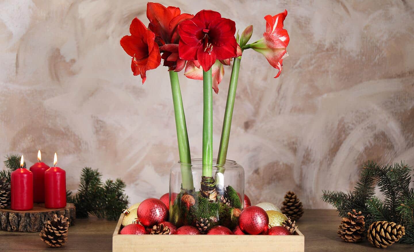 Red amaryllis bulbs in a glass container