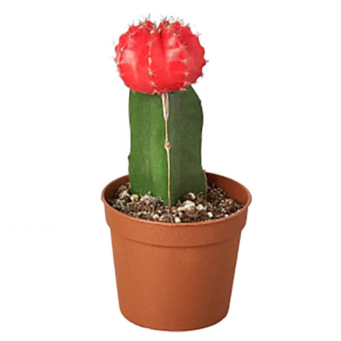 Image for Cactus Plants