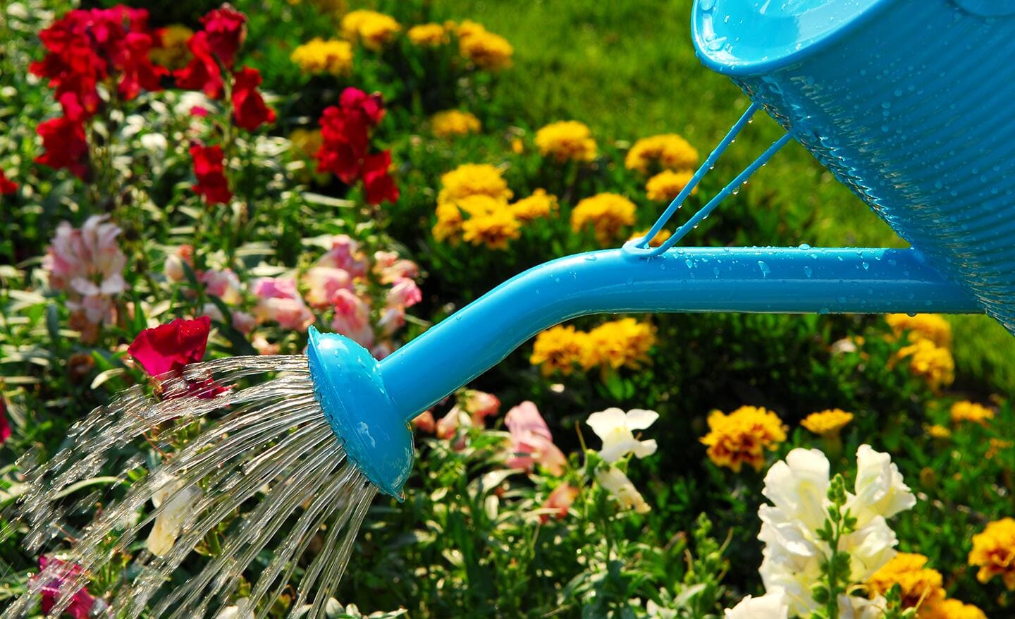 Gardener waters a flower bed with a watering can