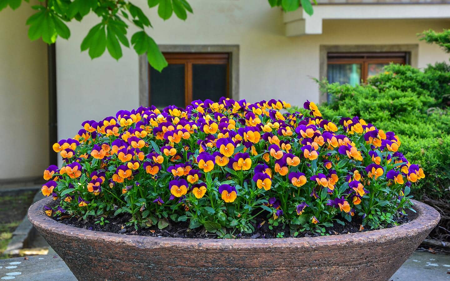 Pansies in a garden bed outside of a building. Pansies in a garden bed outside of a building.