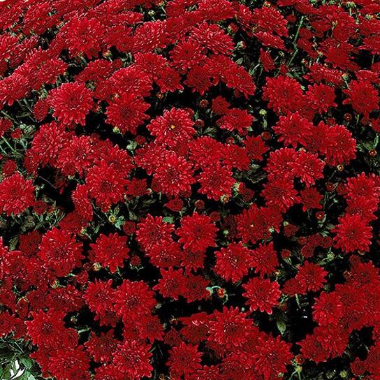 Image for Mums