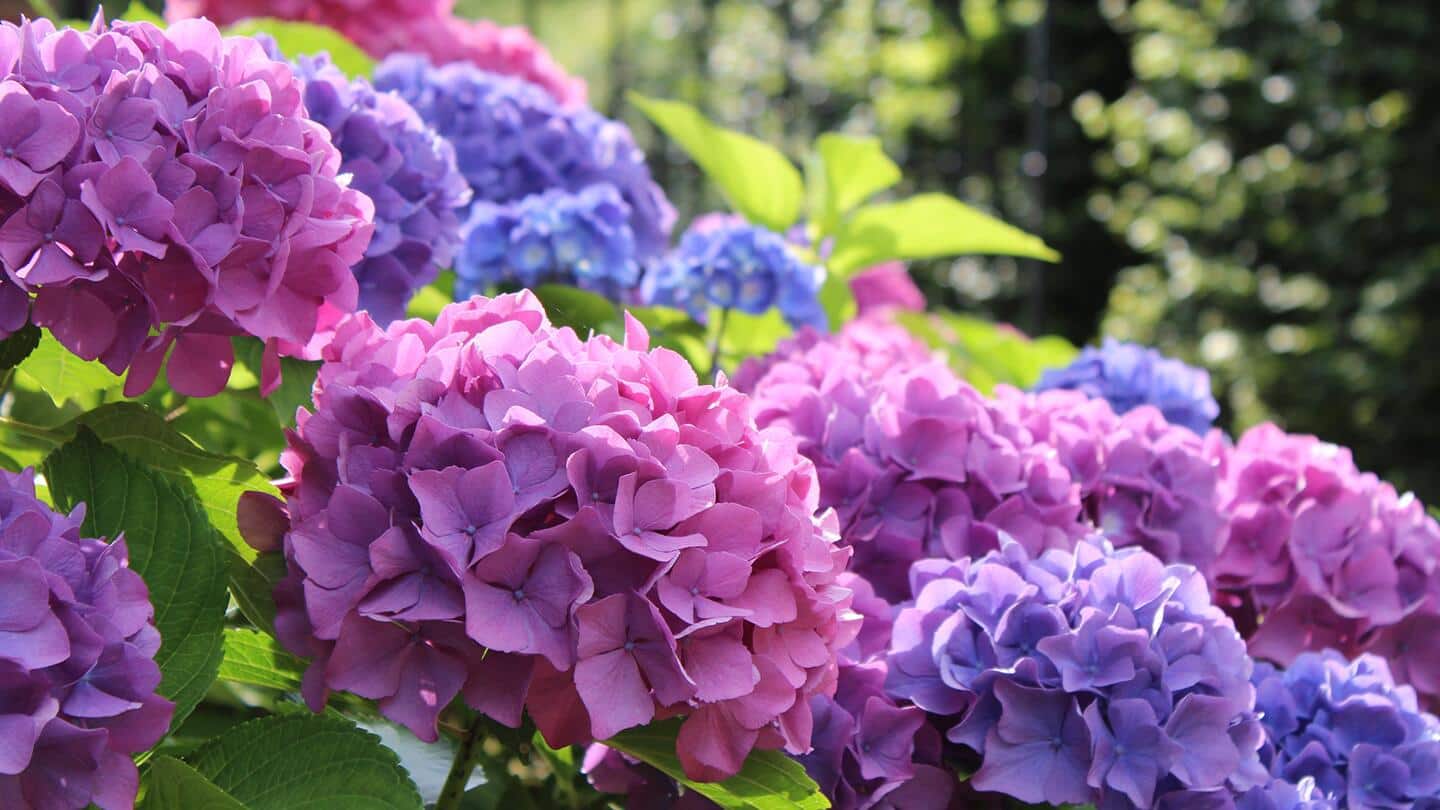 Lavender, purple and fuchsia hydrangeas bloom during the summer months.