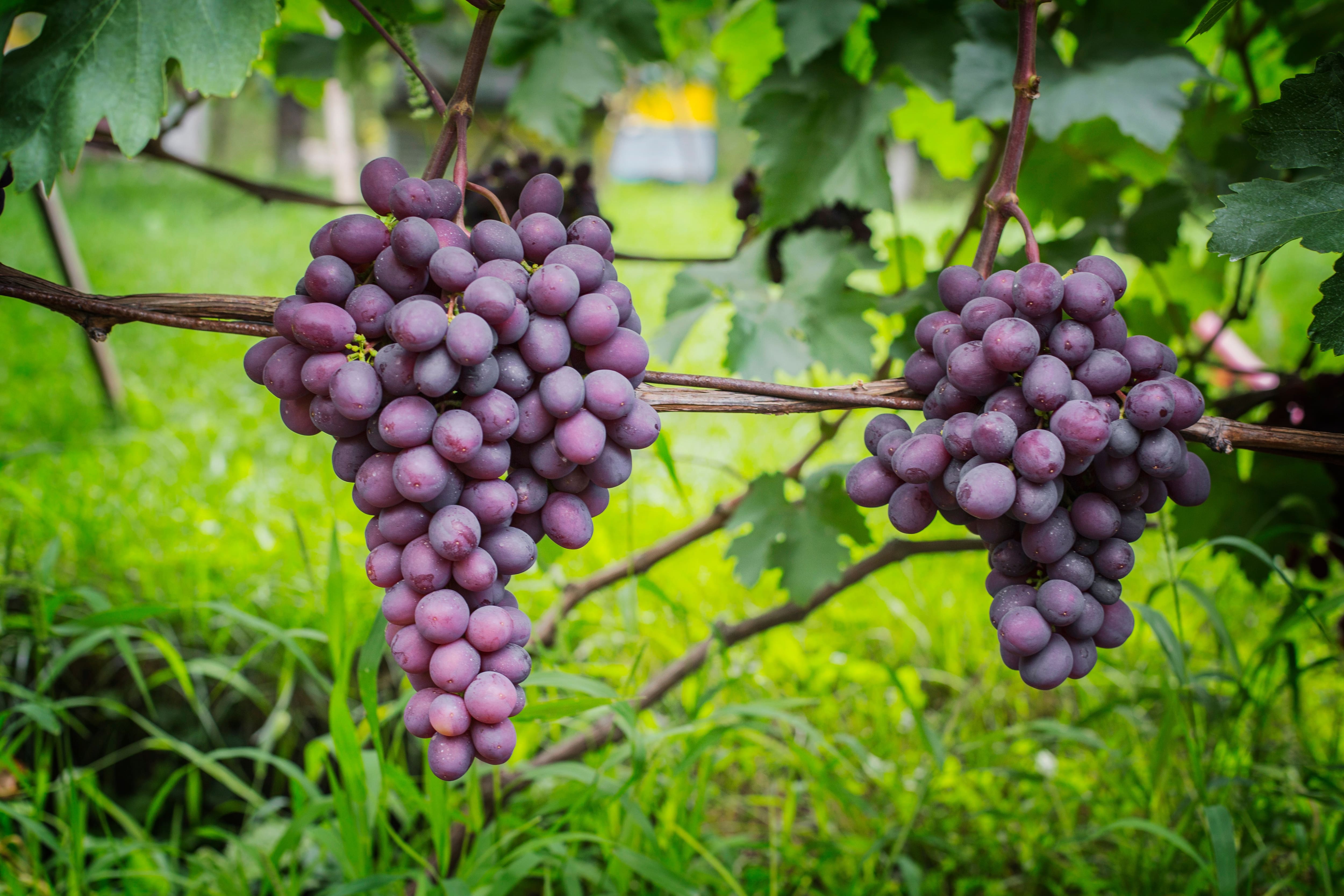 How to Grow Grapes