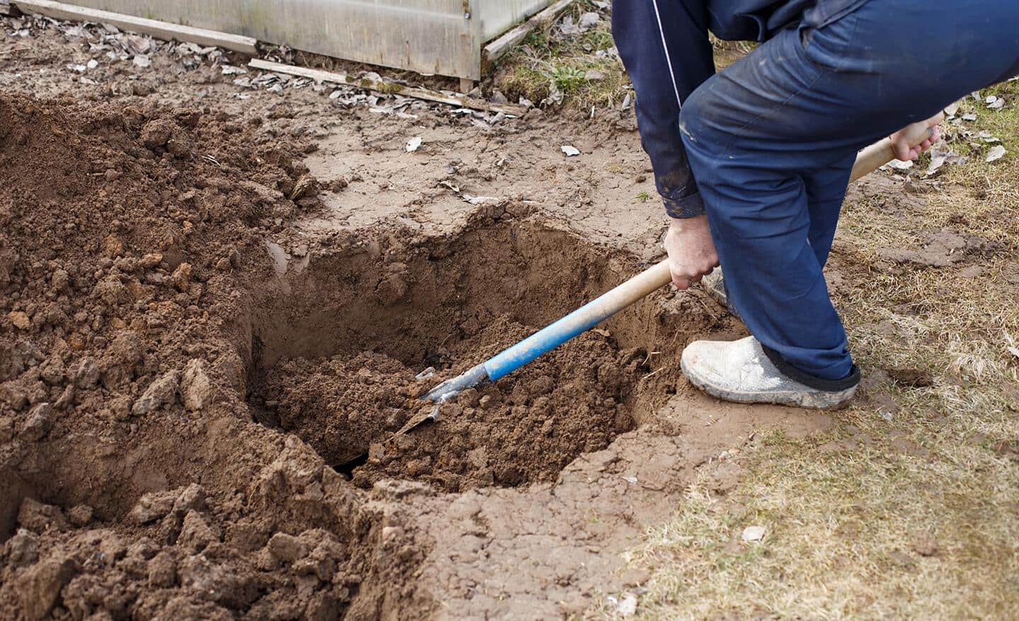 Gardener uses a shovel to dig a hole to plant a fruit tree