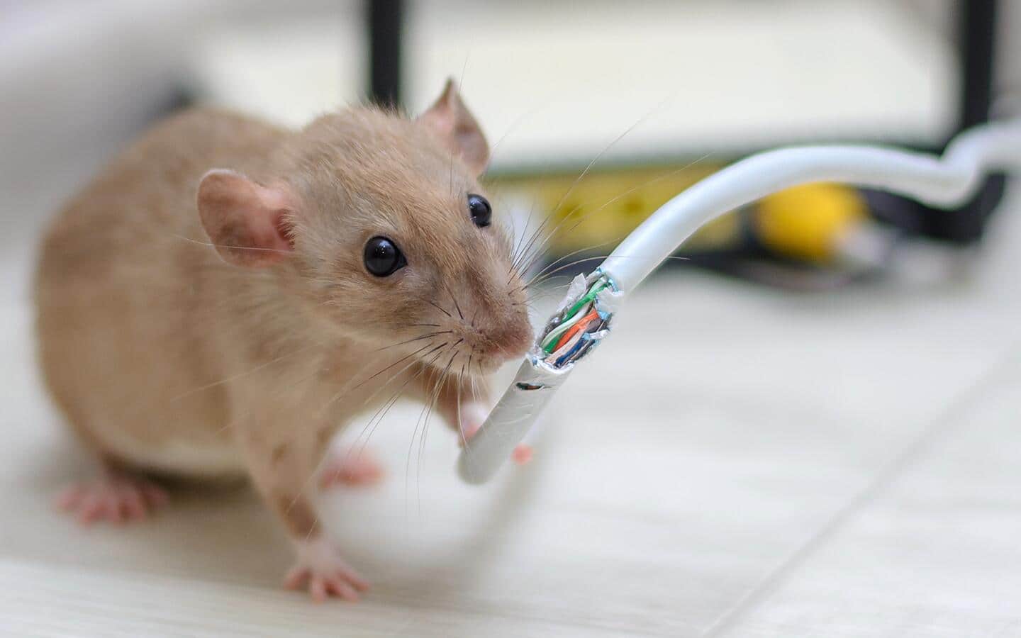 A mouse chewing on an electric wire. A mouse chewing on an electric wire.