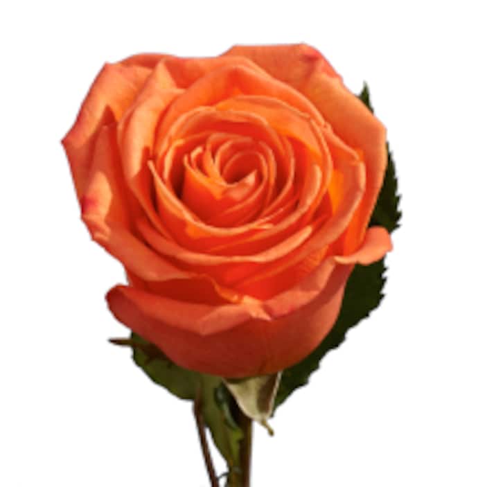 Orange Roses