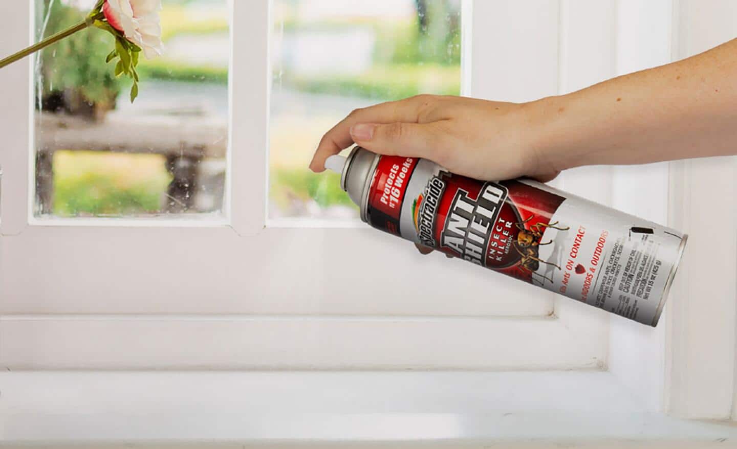 Person spraying ant spray on a window sill Person spraying ant spray on a window sill
