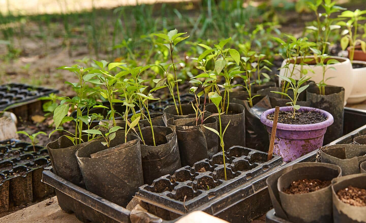 Trays of seedlings ready for the garden