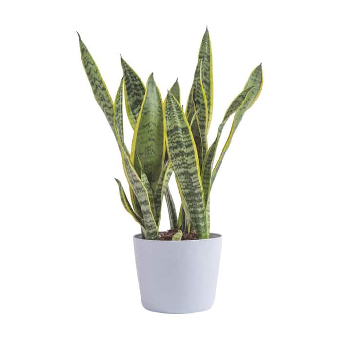  Indoor Plants