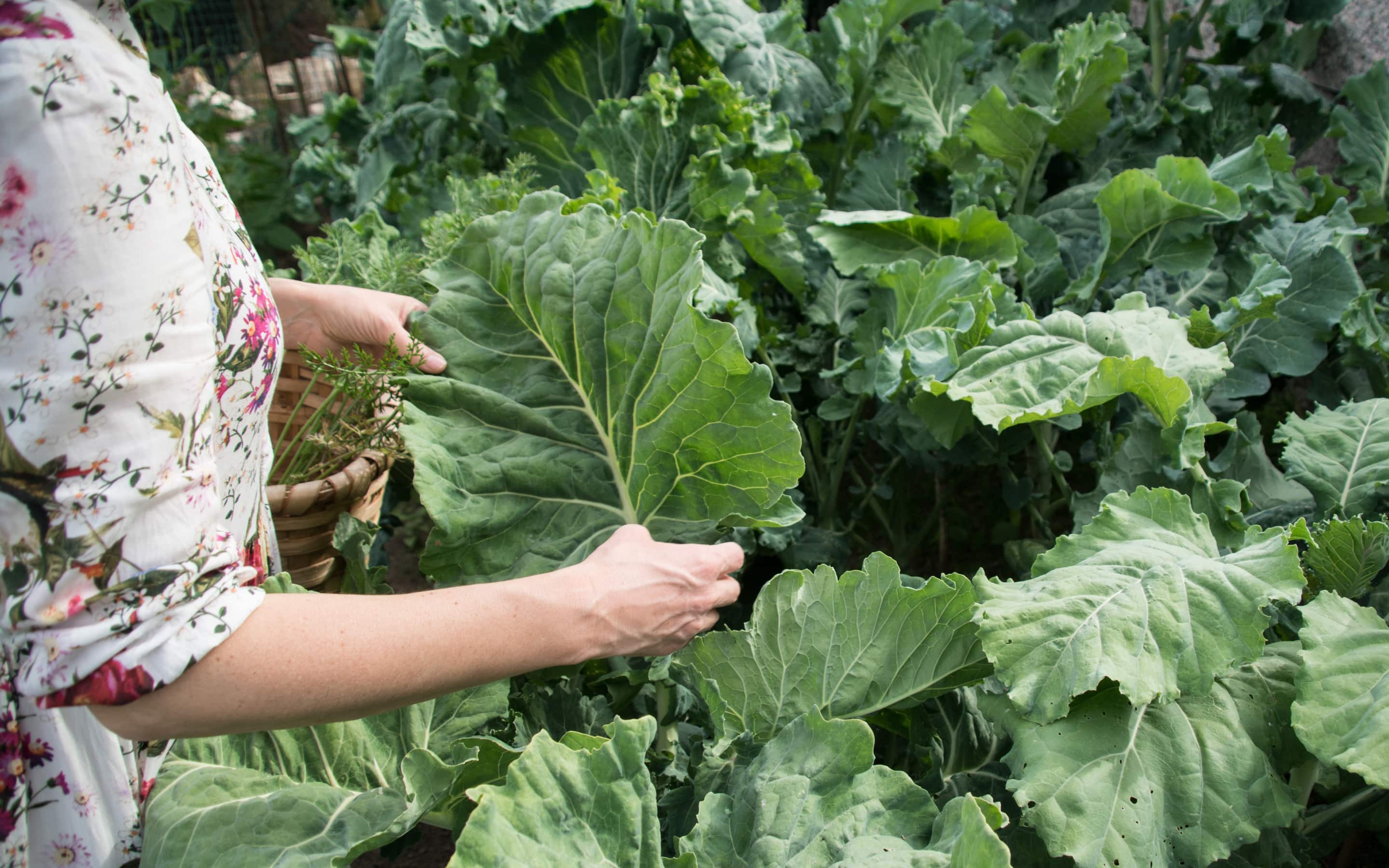 Gardener holds a collard green leaf in her hands