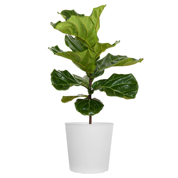Ficus