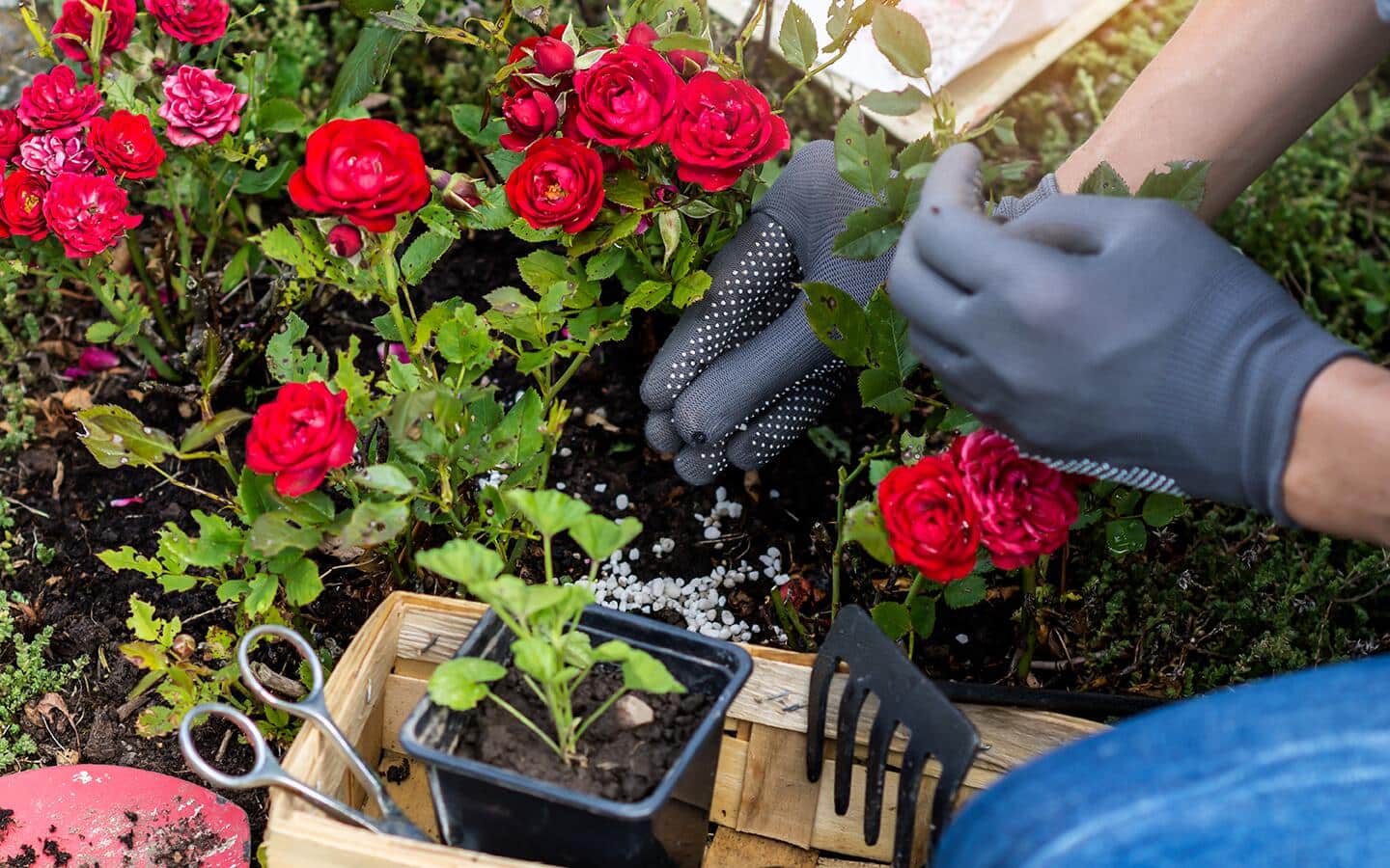 How to Care for Roses - The Home Depot