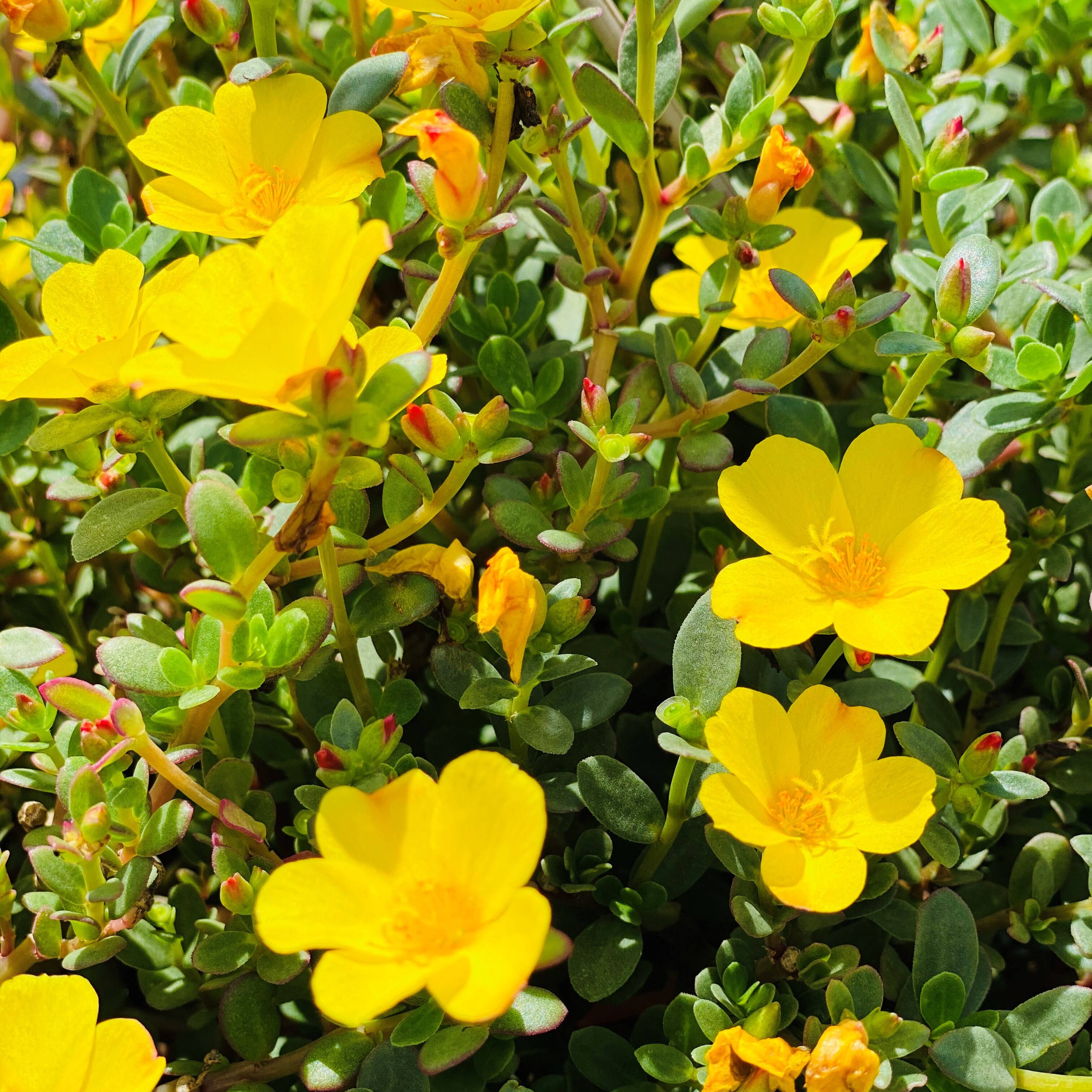 Purslane