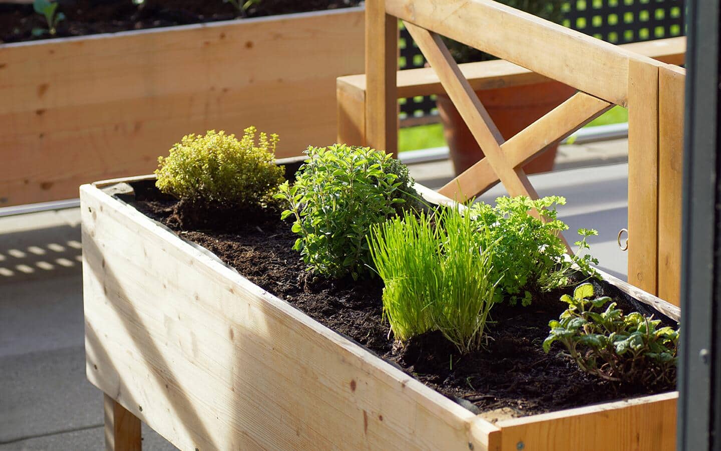 Various herbs growing in a sunlit, wooden planter box. Various herbs growing in a sunlit, wooden planter box.
