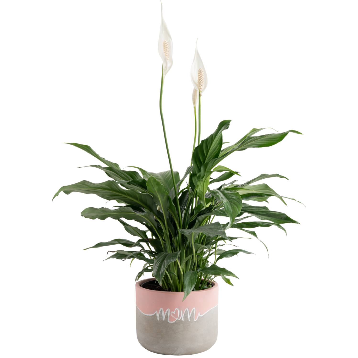 Image for Shop Peace Lily Plants