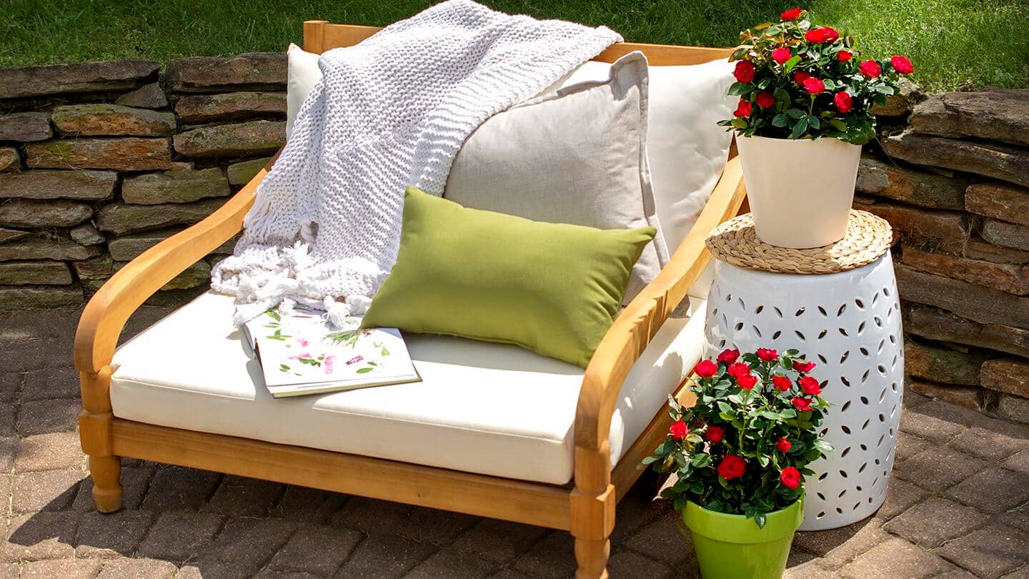 Roses grow in a pair of pots on a patio.