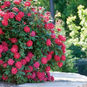 Image for Shop Knock Out Rose Plants