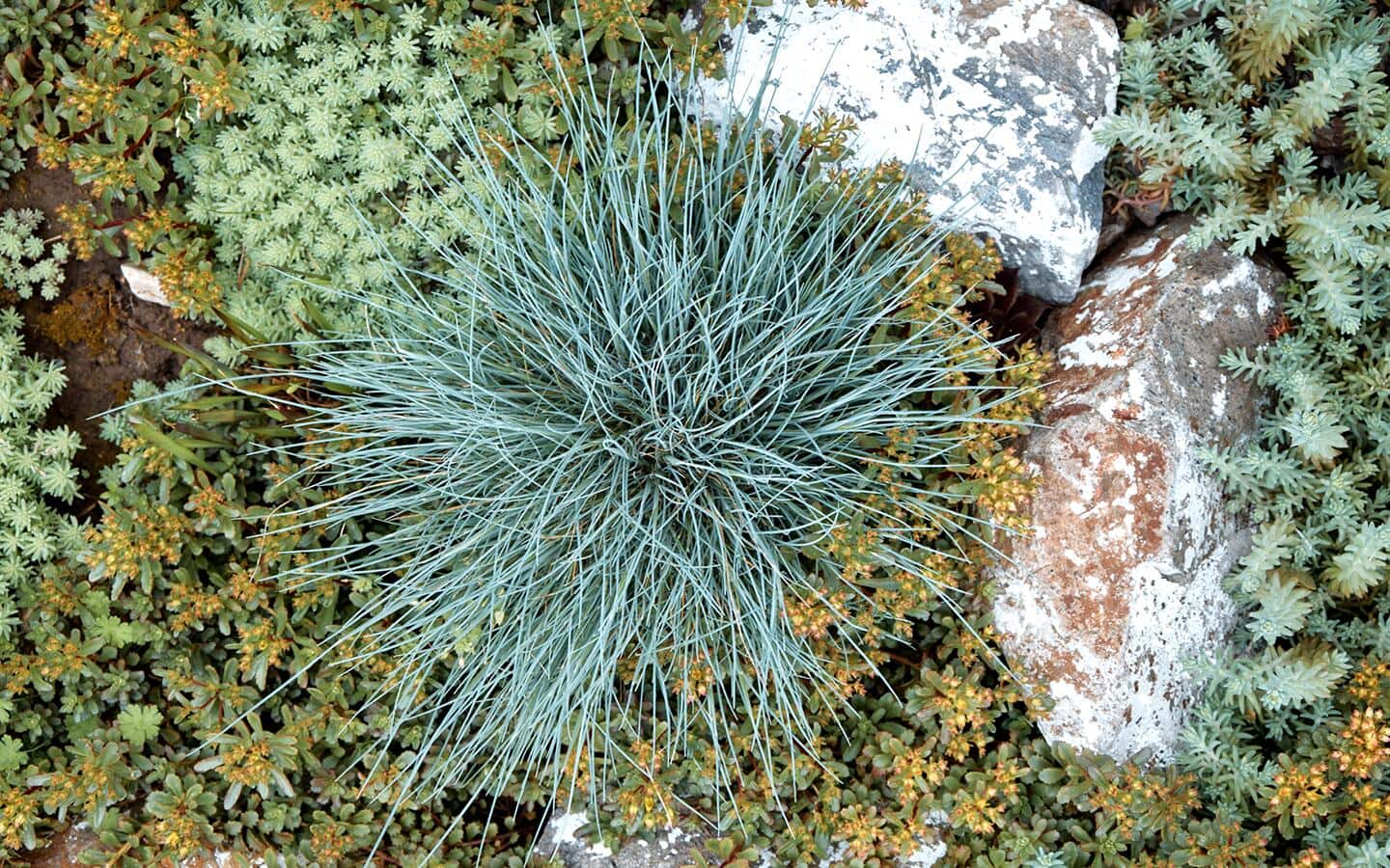 A mound of blue fescue grass in a garden bed A mound of blue fescue grass in a garden bed