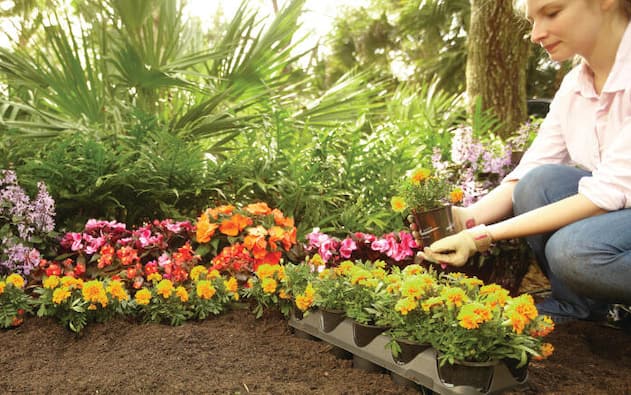 How to Grow an Easy Flower Garden from Seed - The Home Depot
