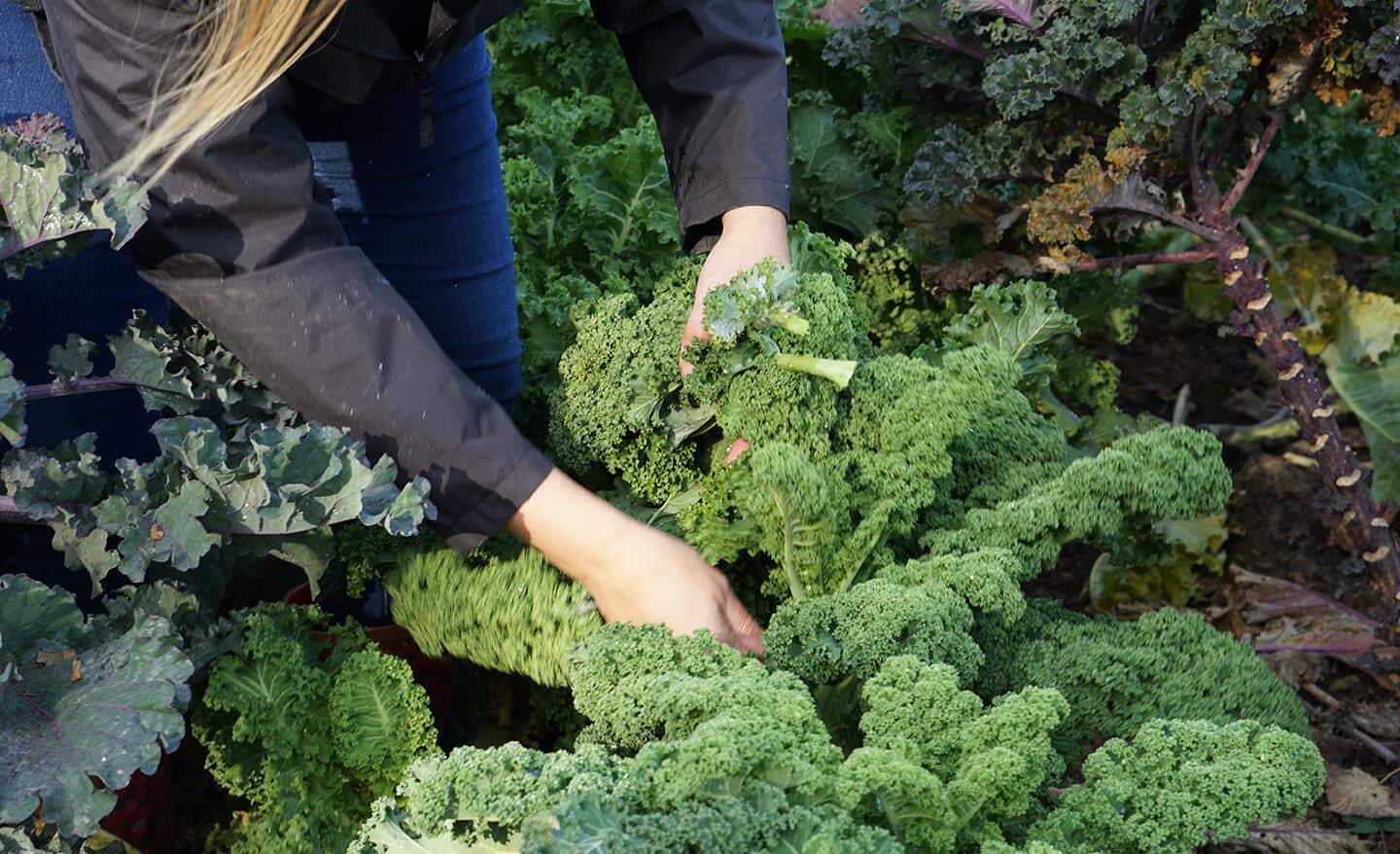 Gardener harvests kale in a vegetable garden