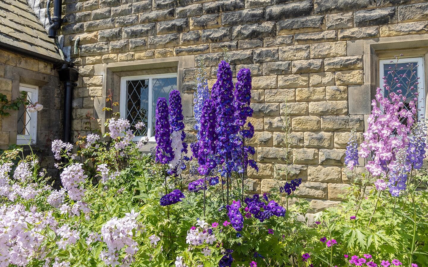 Larkspur flowers growing in a wildflower garden.