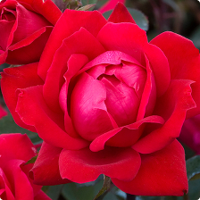 Rose Bushes - The Home Depot