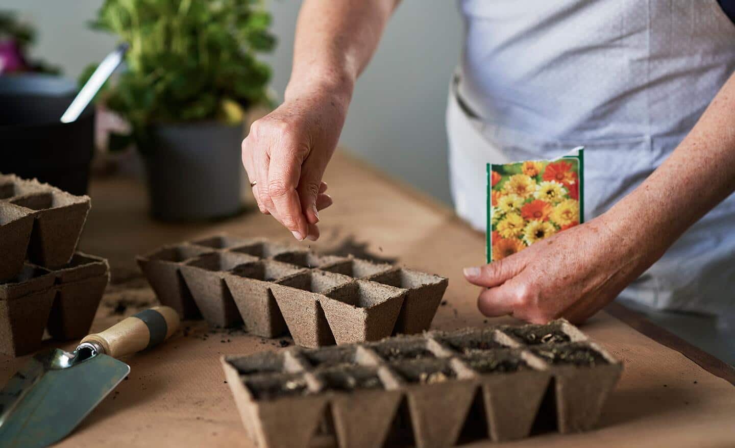 Gardener putting seeds in peat pots for seed starting