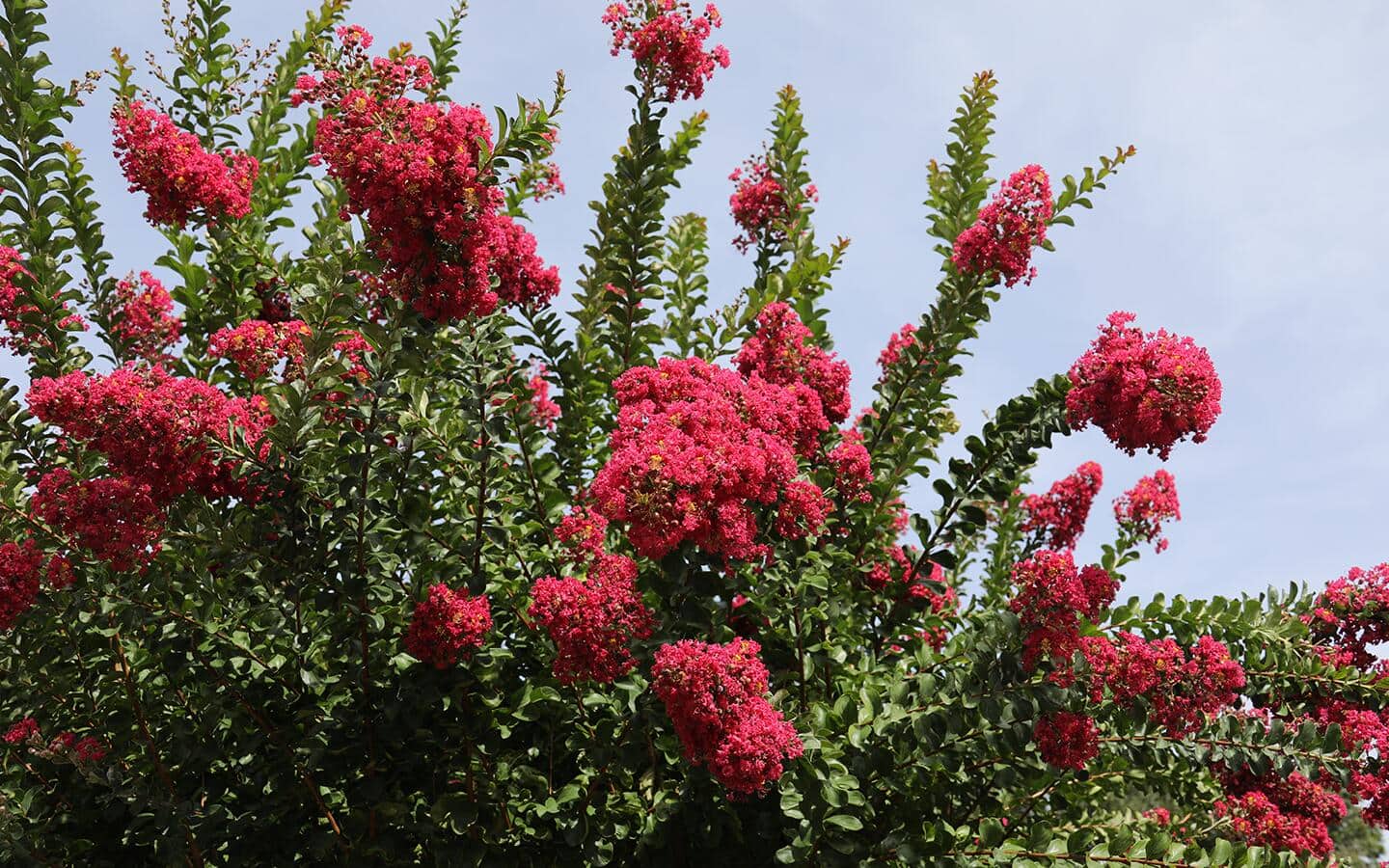 Reddish-pink crepe myrtle flowers blooms on a shrub.