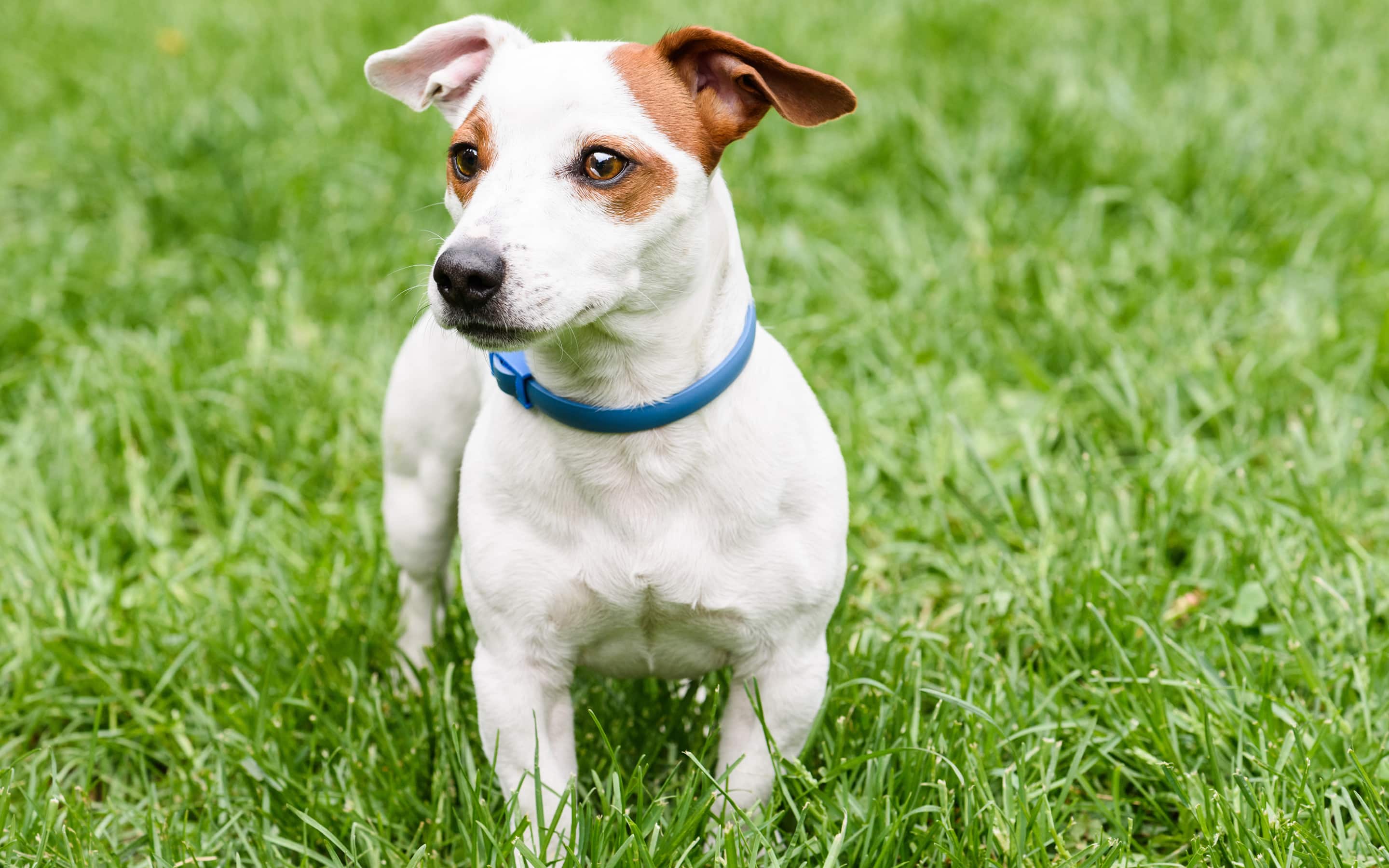 A dog wearing a flea and tick collar.