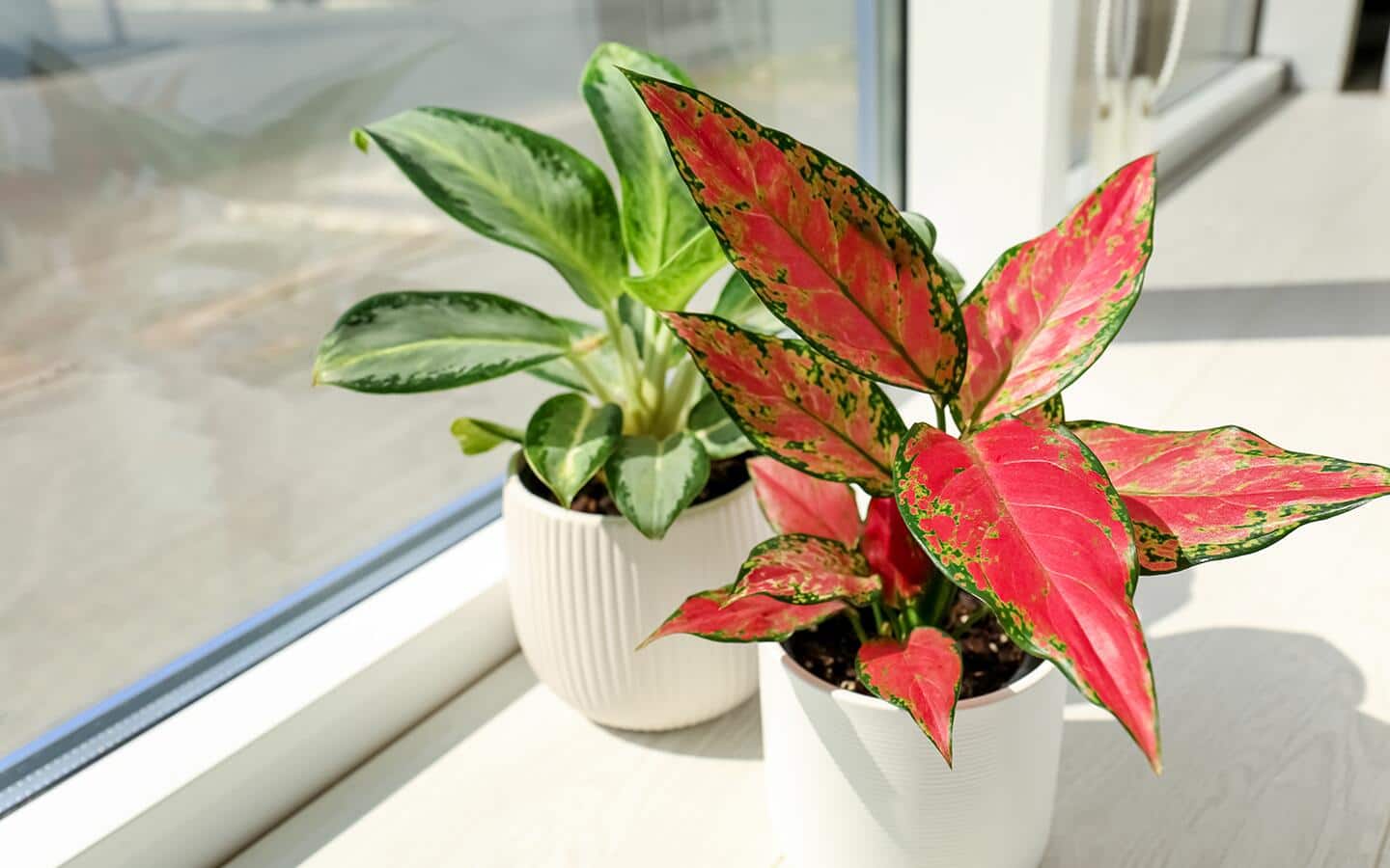 Red aglaonema and green aglaonema in a bright window Red aglaonema and green aglaonema in a bright window