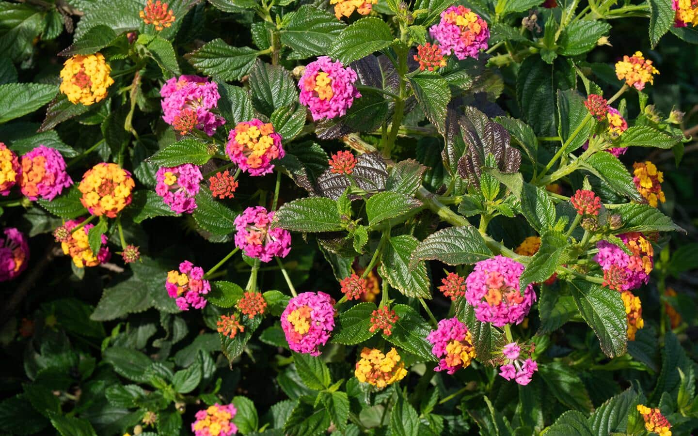 Pink and yellow lantana flowers in a garden. Pink and yellow lantana flowers in a garden.