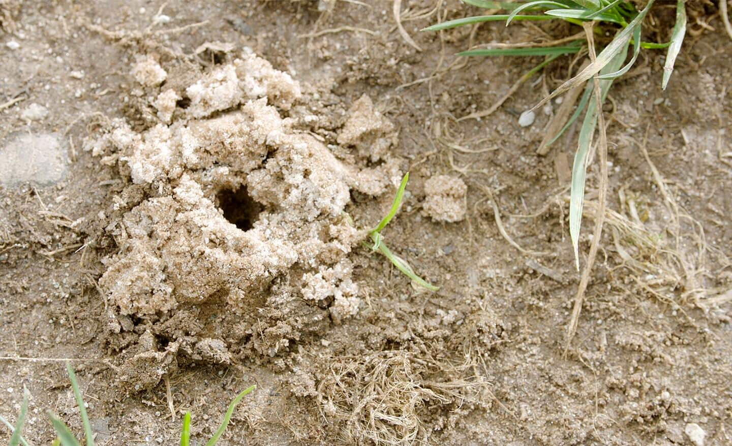 A mole cricket hill built outside in a lawn.