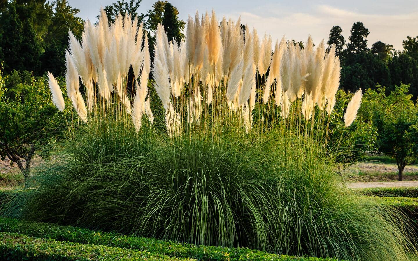 A stand of pampas grass in a landscape bed A stand of pampas grass in a landscape bed