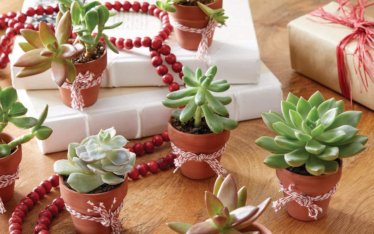 Succulents in decorated terracotta pots with wrapped gifts and red beads. Succulents in decorated terracotta pots with wrapped gifts and red beads.