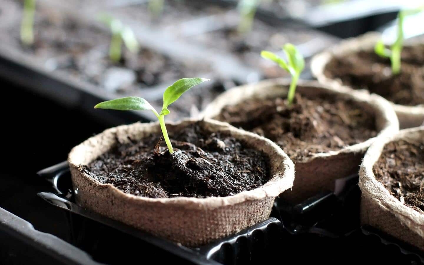plastic hanging plant pots 5 of Garden Plastic hanging Pot Plastic pot green Planter ht7 (USED)   NNplant