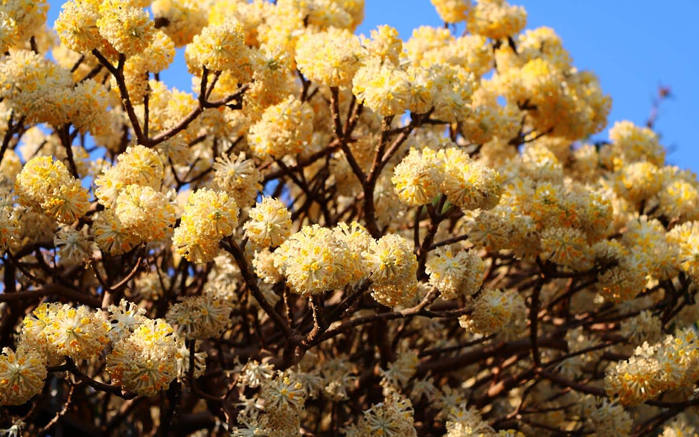 Yellow, white and orange edgeworthia blooms on shrub branches.