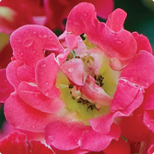 Rose Bushes - The Home Depot