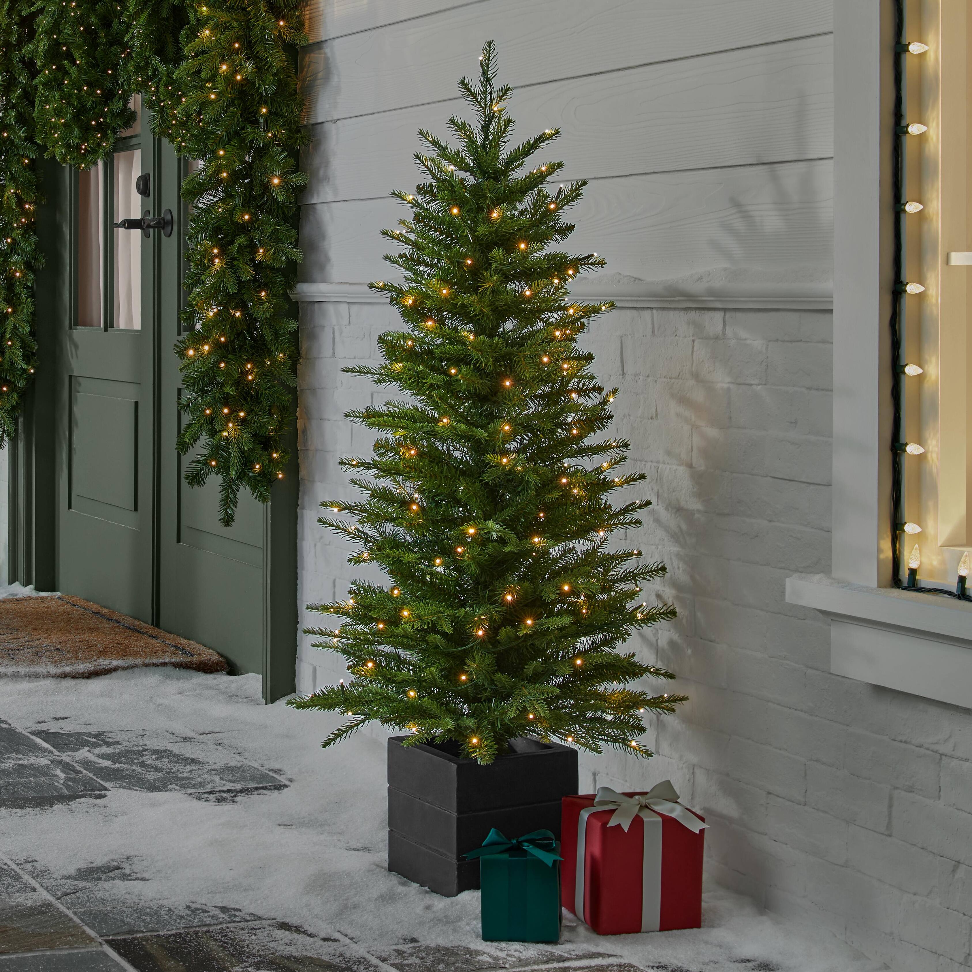 Potted Christmas Trees