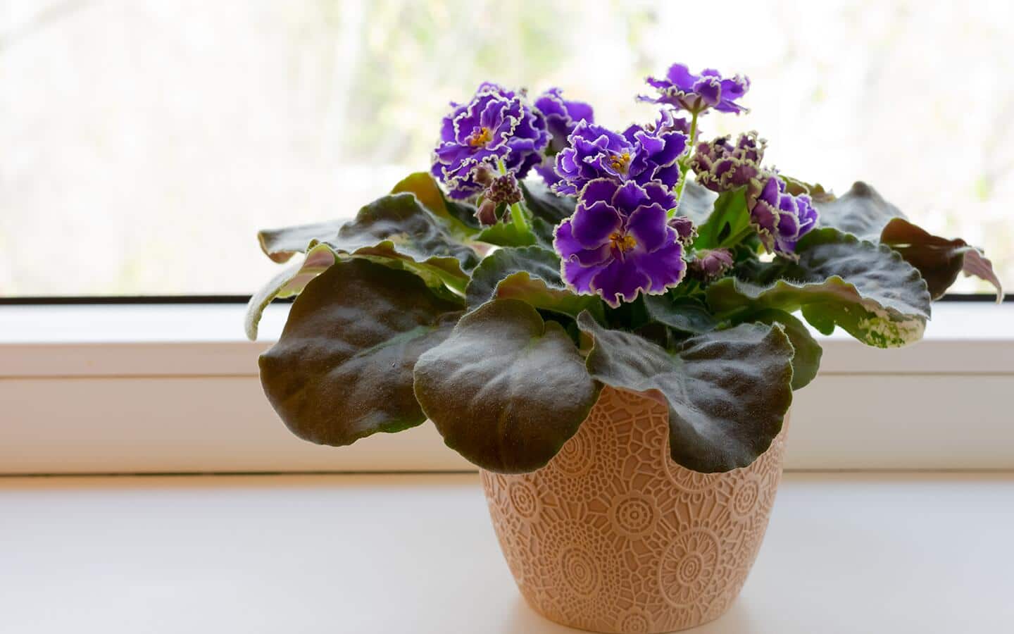 An African violet in a beige pot in front of a window. An African violet in a beige pot in front of a window.