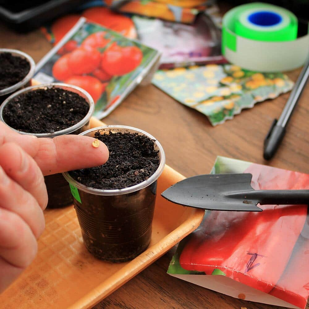 Gardener places seed in plastic cup filled with soil