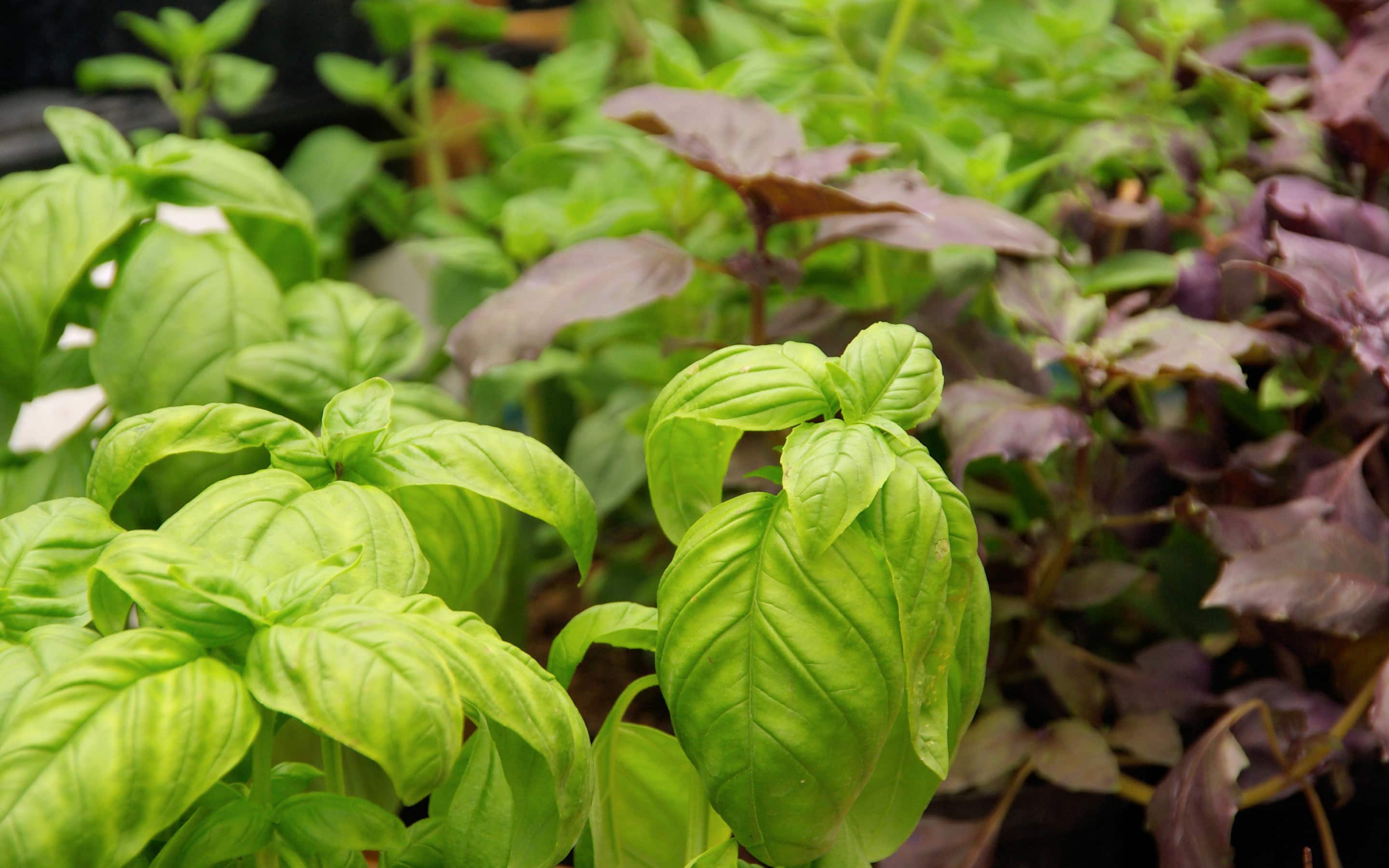 Basil in the garden
