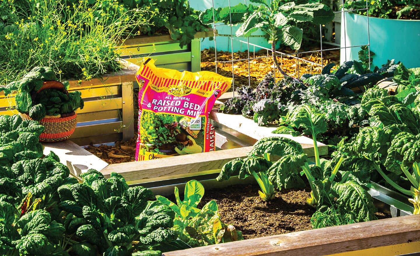 Multiple wooden raised garden beds filled with plants and flowers and a bag of soil resting nearby. 