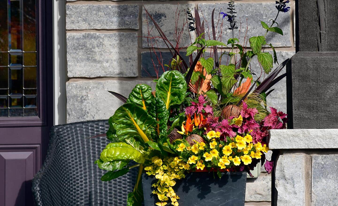 Fall container garden with rainbow chard and other flowers Fall container garden with rainbow chard and other flowers