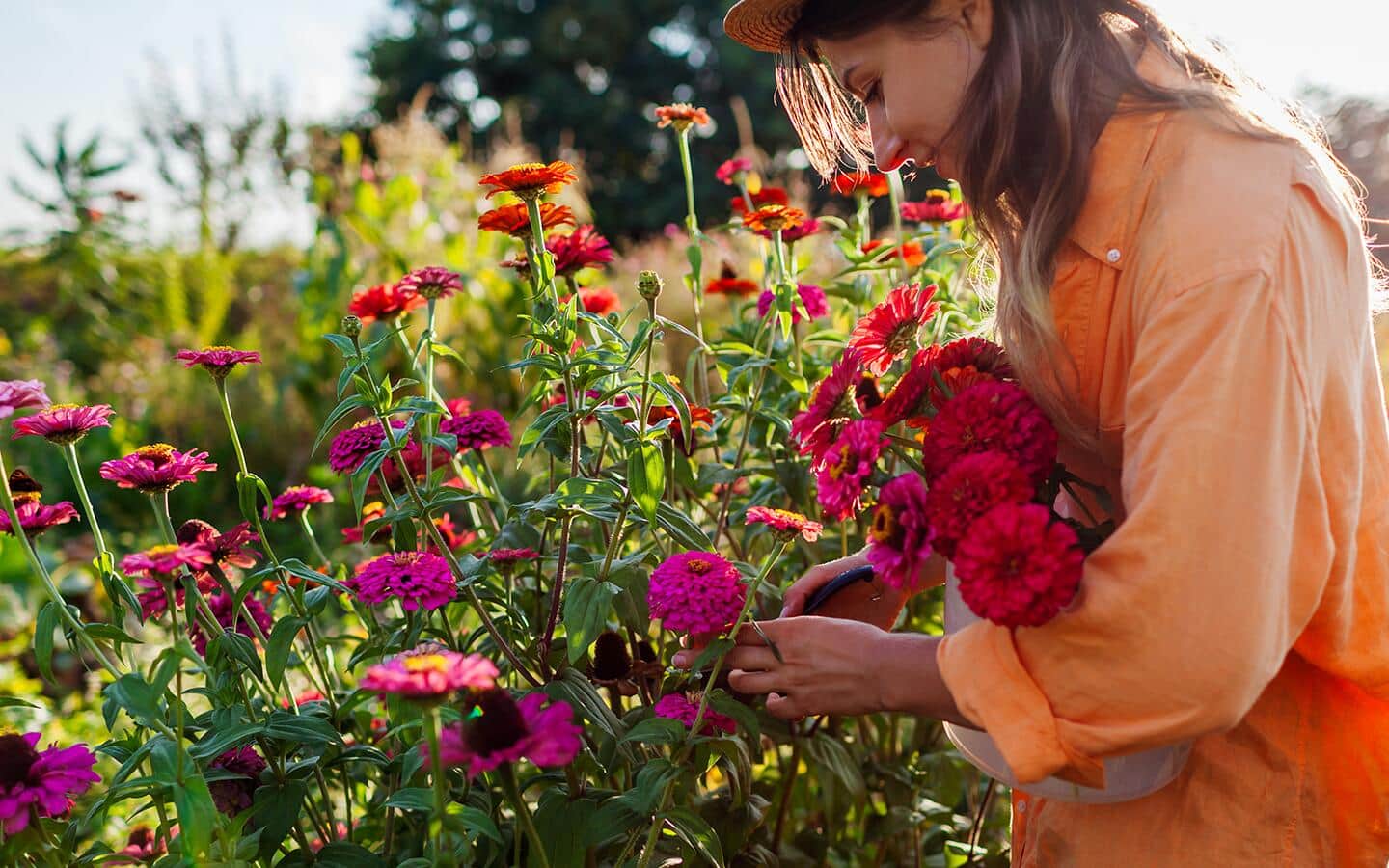 Gardener gathering colorful zinnias in a cut flower garden Gardener gathering colorful zinnias in a cut flower garden