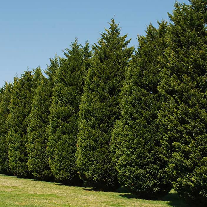 Trees