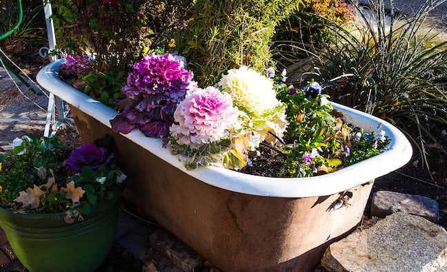 Container Garden Ideas