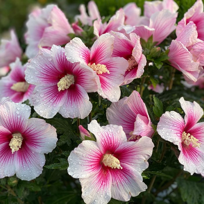 Hibiscus