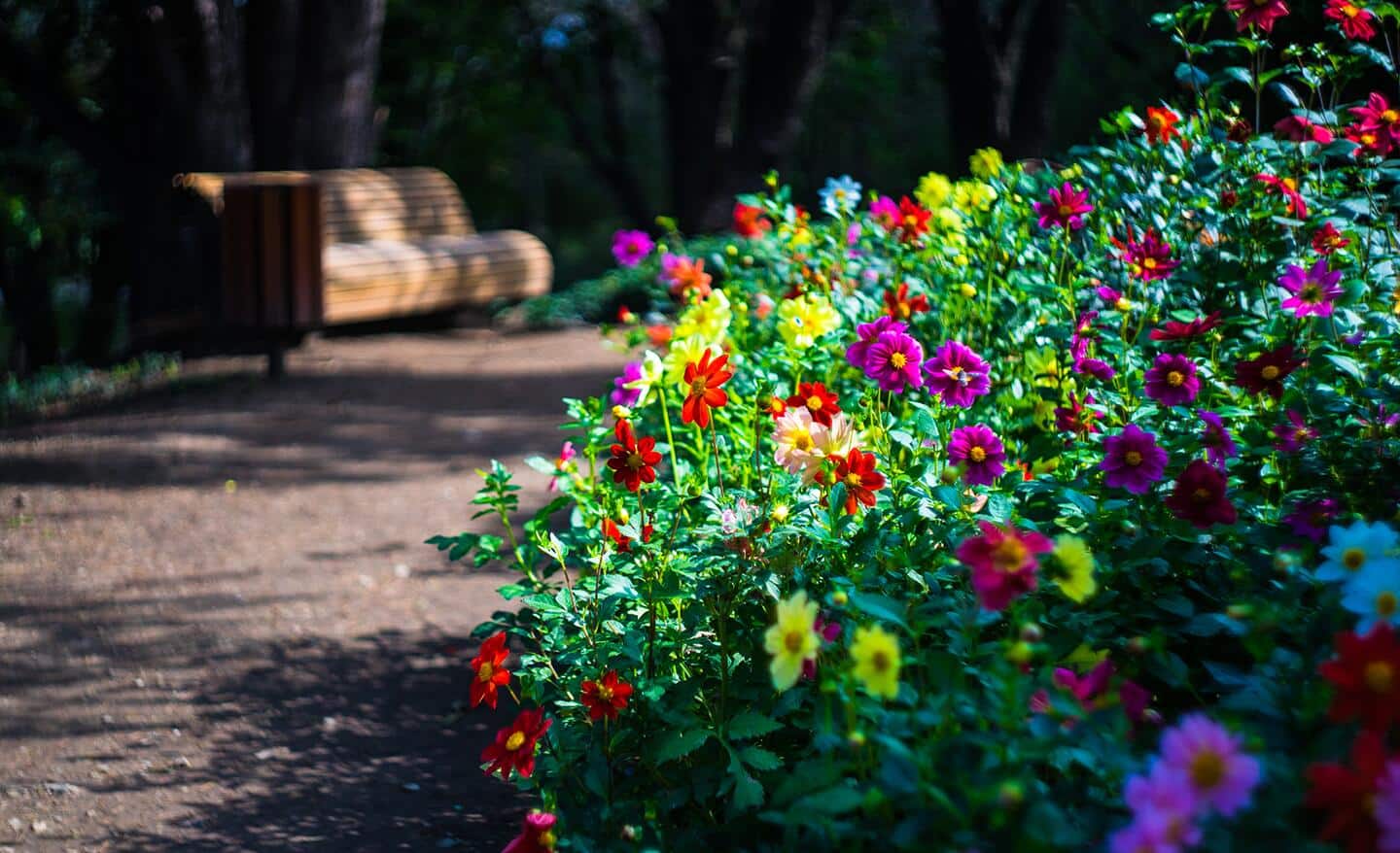 Flowers in a garden bed Flowers in a garden bed