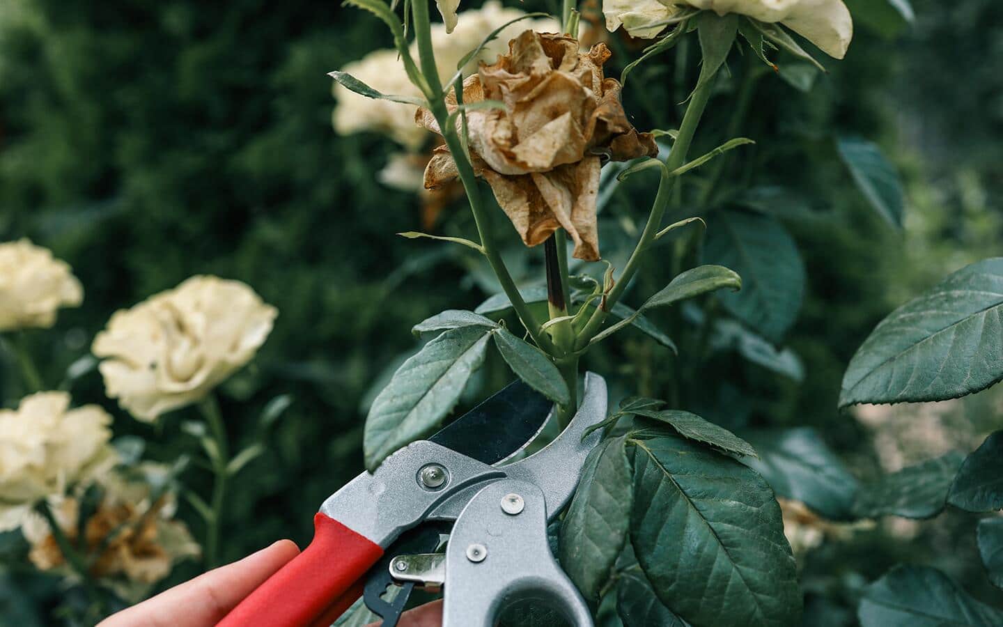 Gardener prunes a dead bloom from a rose plant